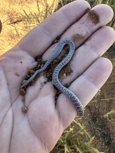 South-western African Shovel-snout