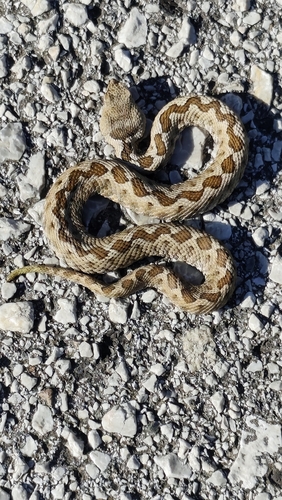 Nose-horned Viper
