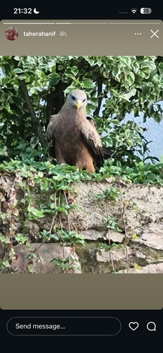 Yellow-billed Kite