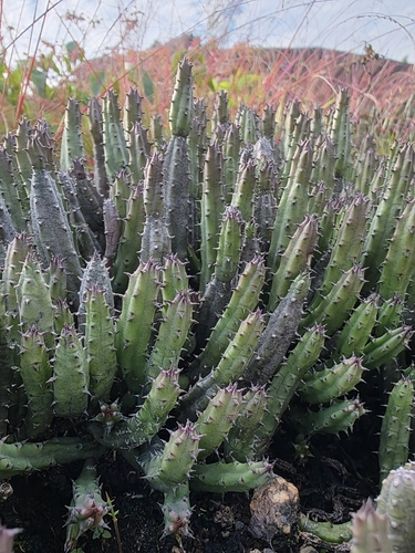 Huernia keniensis