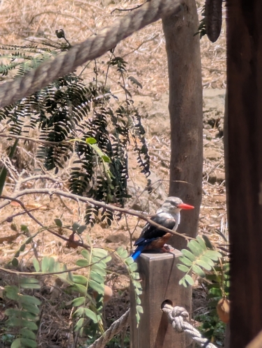 Gray-headed Kingfisher