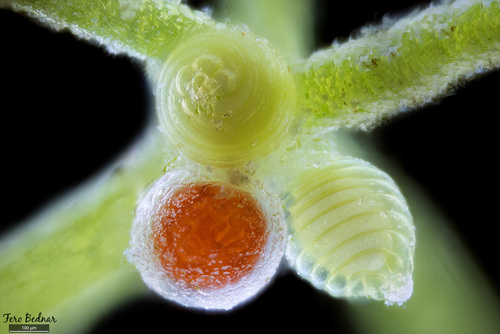 Tolypella glomerata