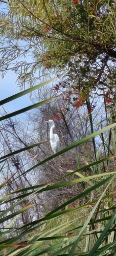 Great Egret
