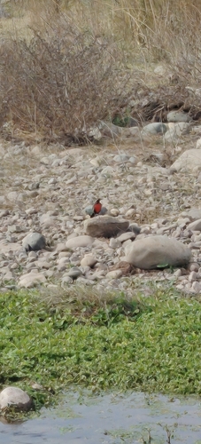 Long-tailed Meadowlark