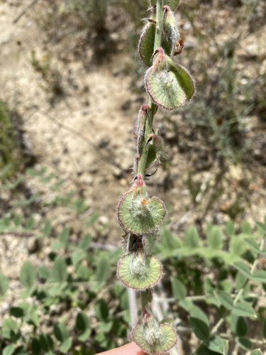 Onobrychis peloponnesiaca