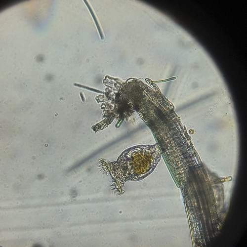 Philodina megalotrocha