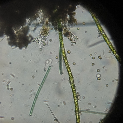 Collotheca ornata