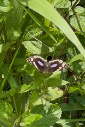 Blue-spot Pansy