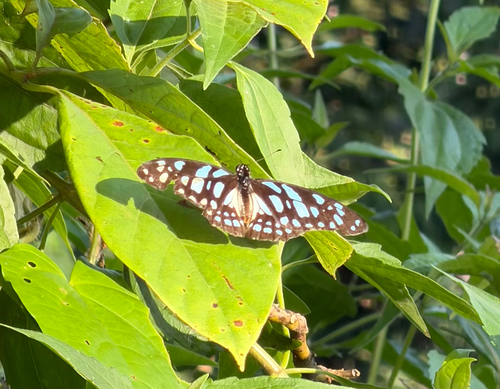 Veined Swordtail