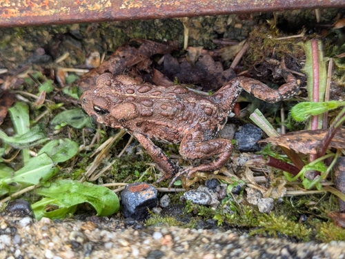 Western Toad