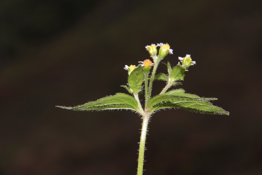 Maryland Biodiversity Project - Shaggy Soldier (Galinsoga quadriradiata)