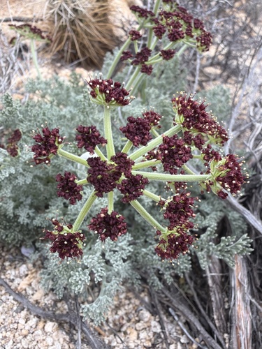 iNaturalist observation photo of Mojave desertparsley