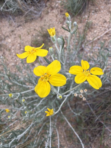 iNaturalist observation photo of Golden Yarrow