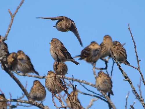 Twite