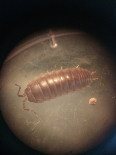 Cylisticus rotabilis
