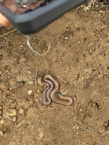 Black-naped Hooded Snake