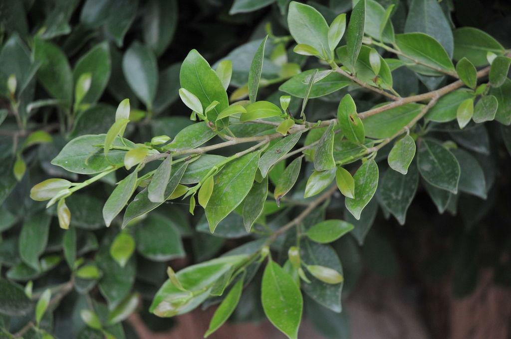 Ficus thonningii (Ficus thonningii)