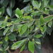 Ficus thonningii - Photo (c) steinkraft, todos los derechos reservados