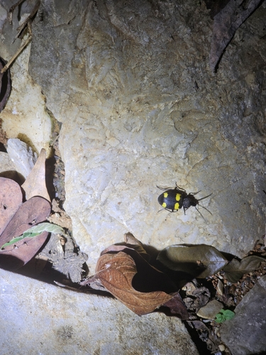 Craspedophorus mandarinus