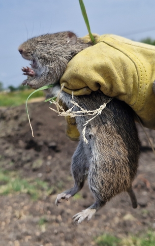 white-eared cotton rat