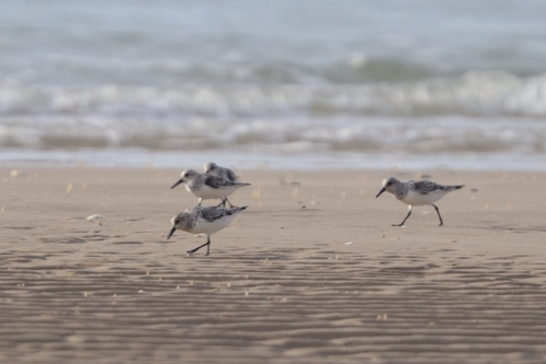 Sanderling