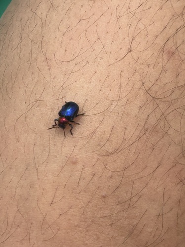 Parheminodes pulcher