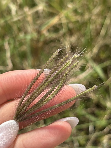 Finger Grass