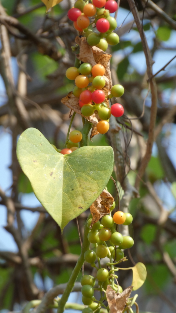 Guduchi (Tinospora cordifolia)  iNaturalist