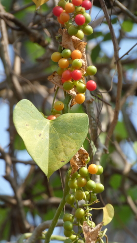 Tinospora cordifolia (Willd.) Miers
