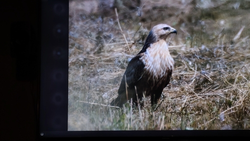 Long-legged Buzzard