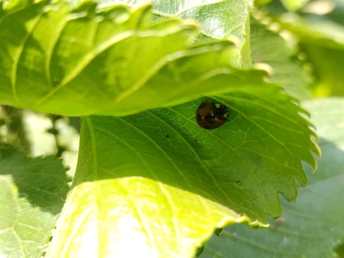 Seven-spotted Lady Beetle