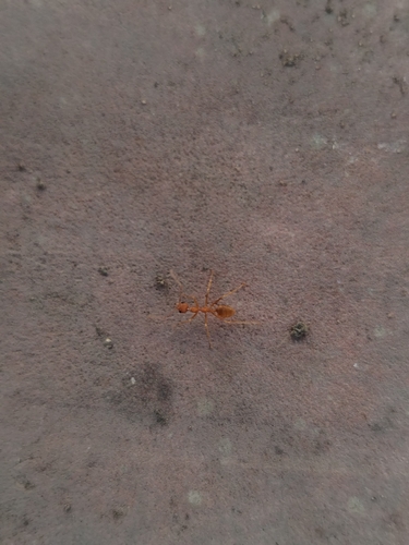 Asian Weaver Ant