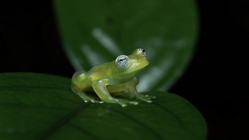 Ghost Glass Frog