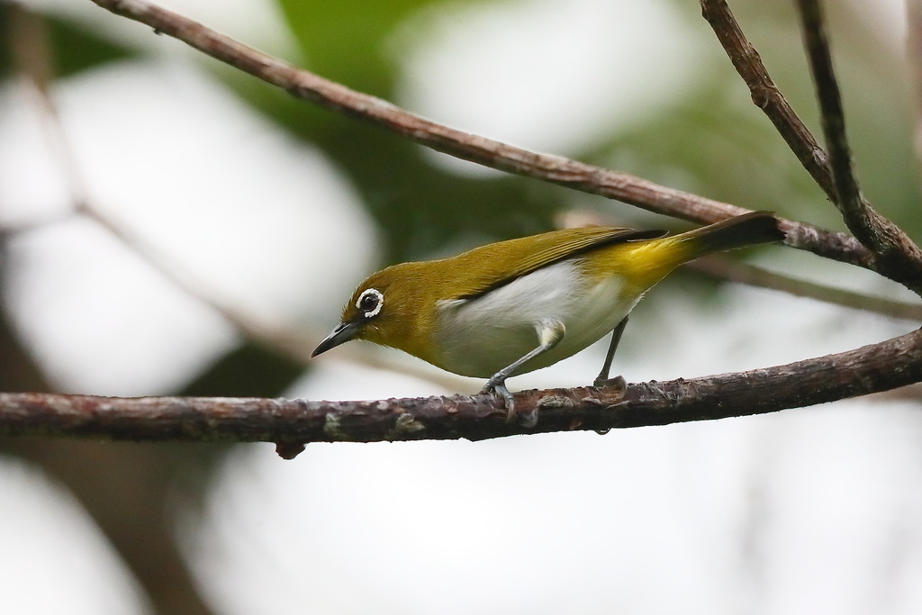 Ambon White-eye (Zosterops kuehni) photo