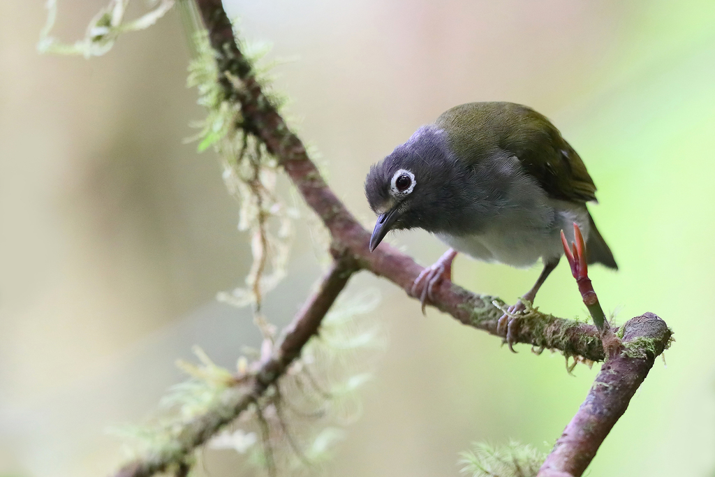 Gray-hooded Heleia (Heleia pinaiae) photo