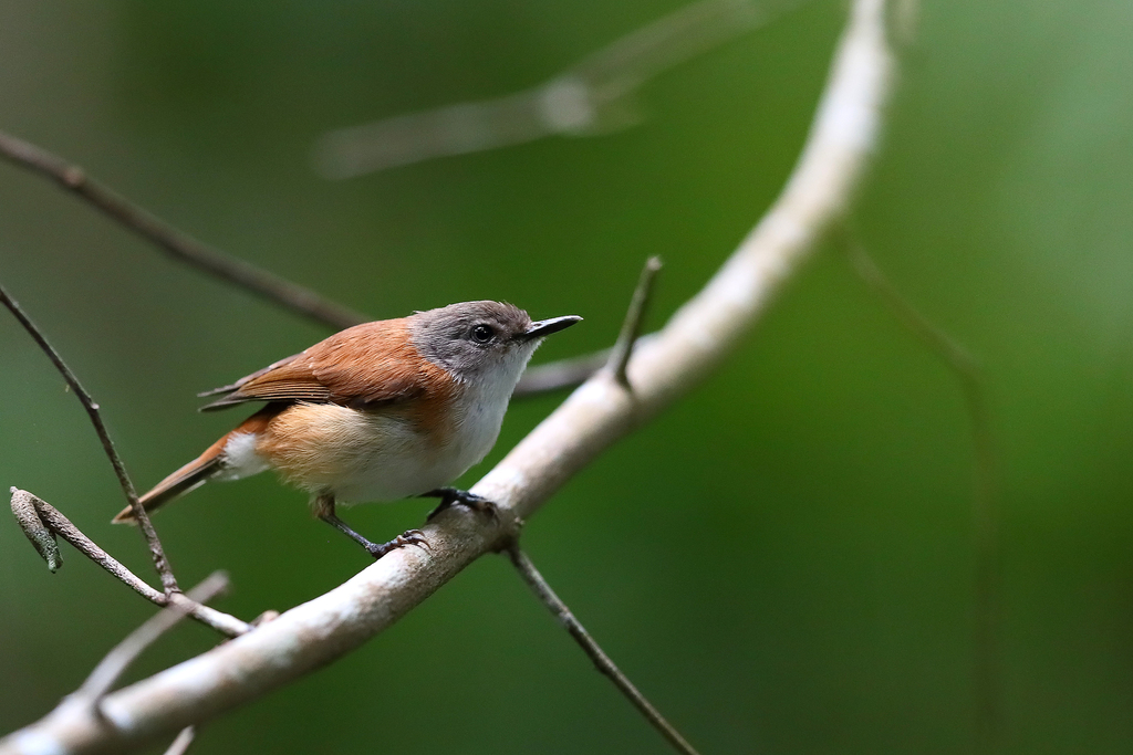 Rufous-sided Gerygone (Gerygone dorsalis) photo
