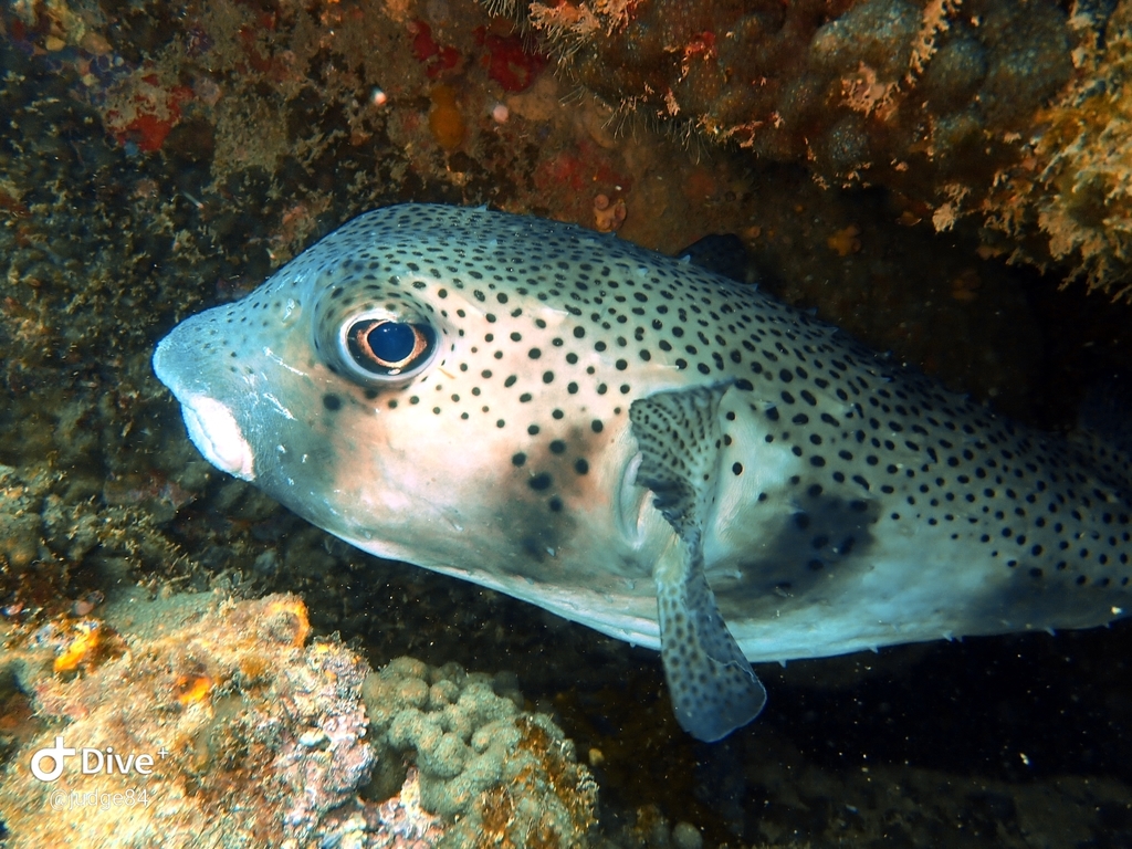 Spotfin Burrfish from Brazil on November 13, 2018 by Stewart Kirk ...