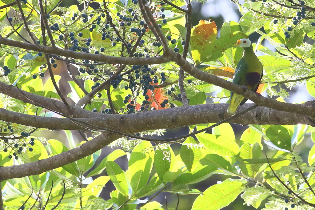 Carunculated Fruit-Dove photo