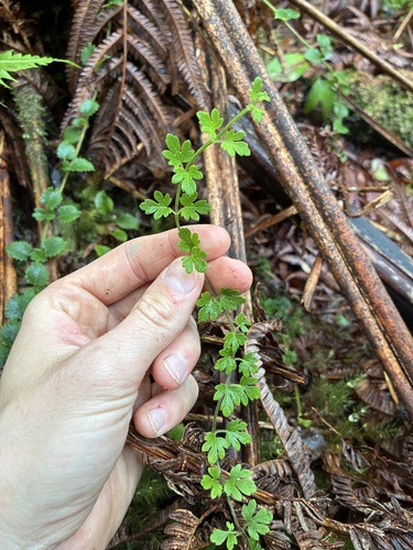 Stenogyne scrophularioides Benth.