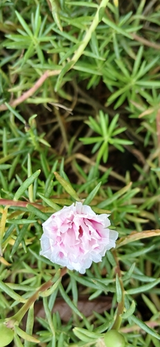 moss rose