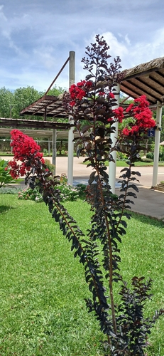 Crape-myrtle