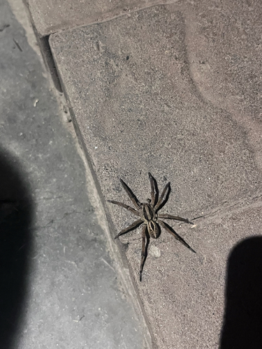 iNaturalist observation photo of McCook's Split Wolf Spider