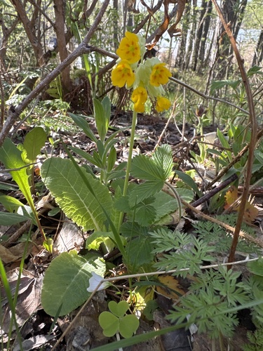 Cowslip