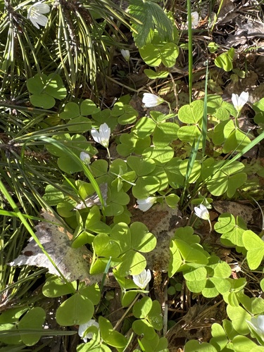 European wood-sorrel
