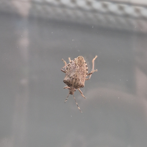 Brown Marmorated Stink Bug