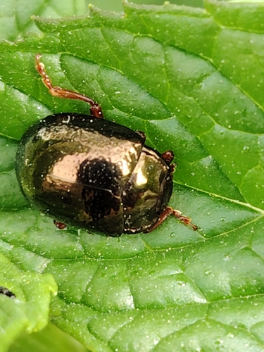 Bronze Beetle