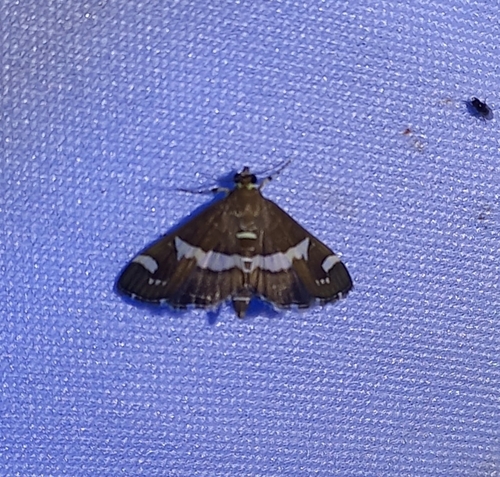 Hawaiian Beet Webworm Moth