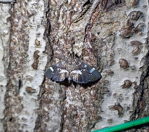 Spotted Beet Webworm Moth