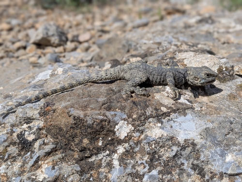 Roughtail Rock Agama