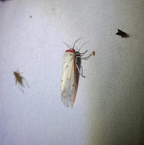 Red Costate Tiger Moth